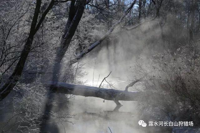 梦想的后院